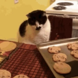 KITTY (not my cat btw)